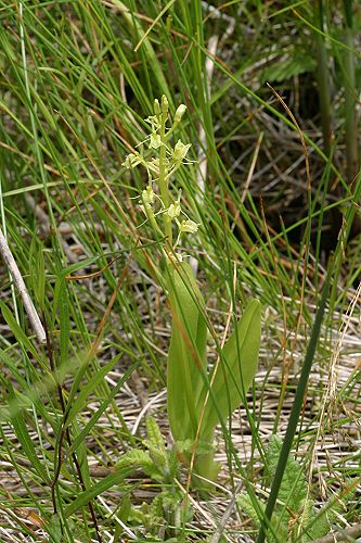 Ottawa Fen